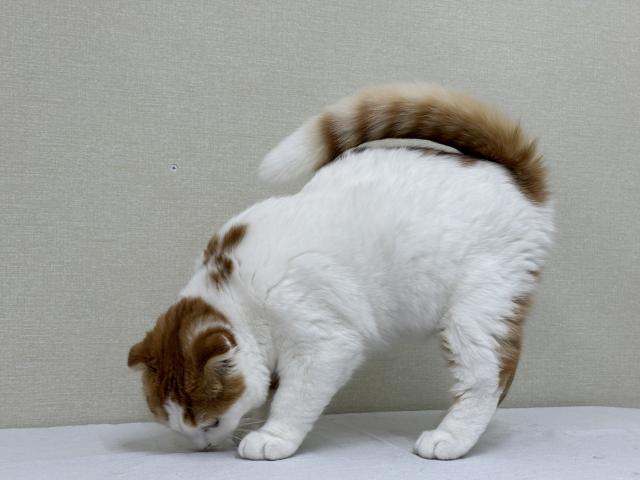 スコティッシュフォールド