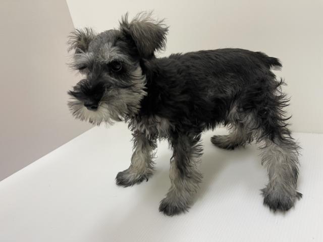 ミニチュアシュナウザー