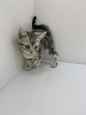 アメリカンショートヘアー