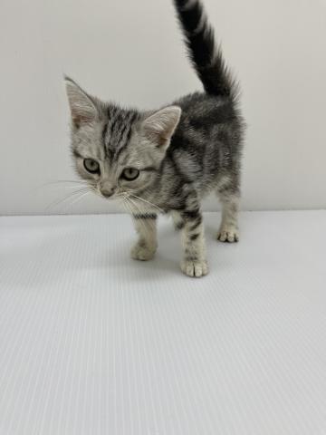 アメリカンショートヘアー