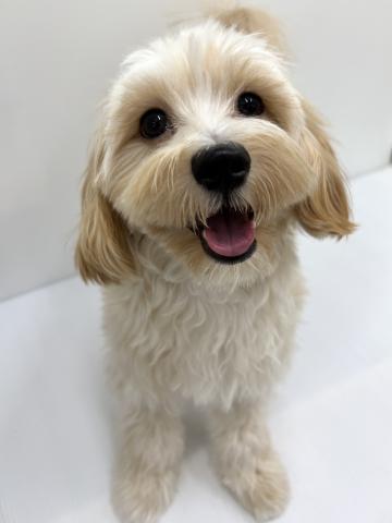 MIXマルチーズ×プードル