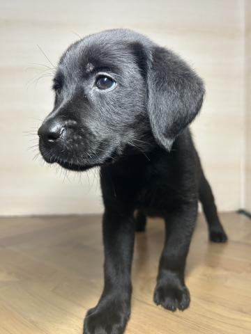 和歌山県のラブラドールレトリーバー (ペットアミ 和歌山インター店/2025年7月24日生まれ/男の子/ブラック)の子犬の2枚目の画像