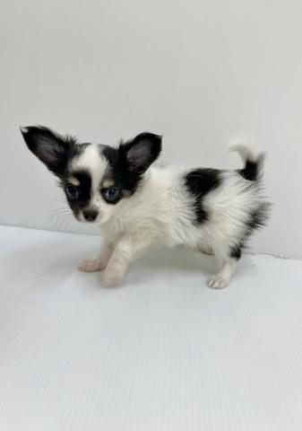 チワワ（ロングコート）