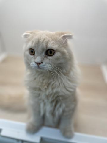 スコティッシュフォールド