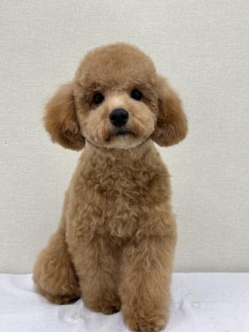 富山県のトイプードル(トイ) (ペットアミ宮野店/2025年4月18日生まれ/男の子/レッド)の子犬の1枚目の画像