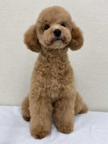 富山県のトイプードル(トイ) (ペットアミ宮野店/2025年4月18日生まれ/男の子/レッド)の子犬の2枚目の画像