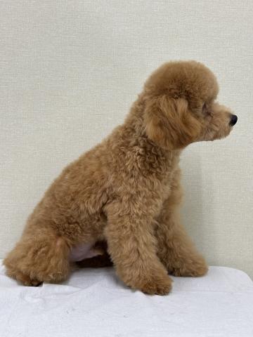 富山県のトイプードル(トイ) (ペットアミ宮野店/2025年4月18日生まれ/男の子/レッド)の子犬の3枚目の画像
