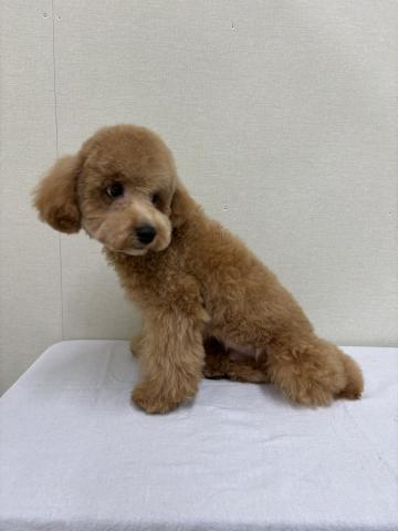 富山県のトイプードル(トイ) (ペットアミ宮野店/2025年4月18日生まれ/男の子/レッド)の子犬の4枚目の画像