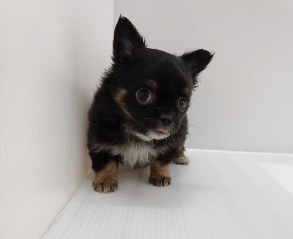 チワワ（ロングコート）子犬