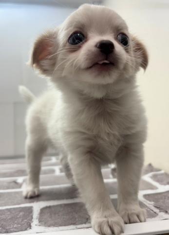 チワワ（ロングコート）