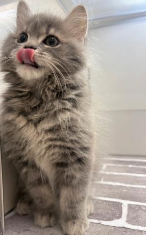 スコティッシュフォールド