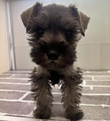 ミニチュアシュナウザー