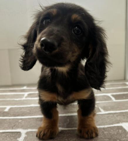 ミニチュアダックスフンド