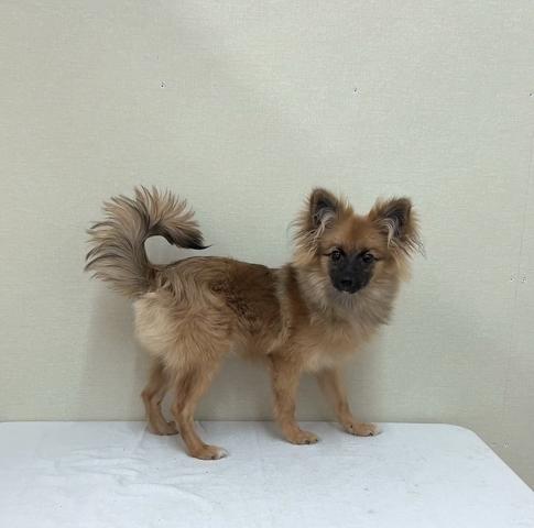 MIXポメラニアン✕パピヨン