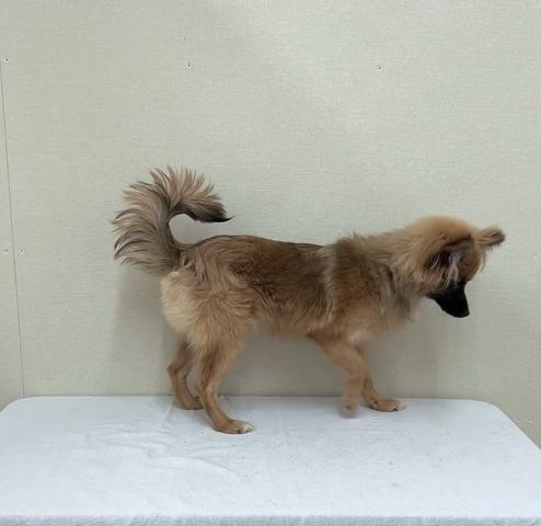 MIXポメラニアン✕パピヨン