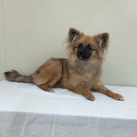 MIXポメラニアン✕パピヨン