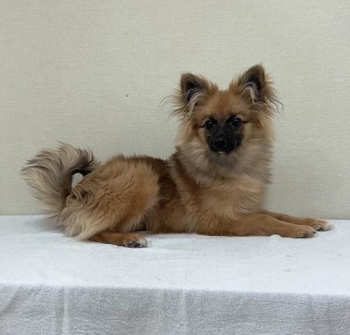 MIXポメラニアン✕パピヨン