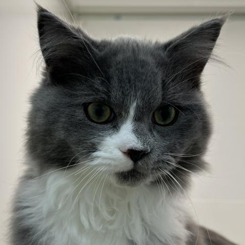 石川県のラガマフィン (ペットアミ 津幡店/2025年7月12日生まれ/男の子/ブルーホワイト)の子猫の2枚目の画像