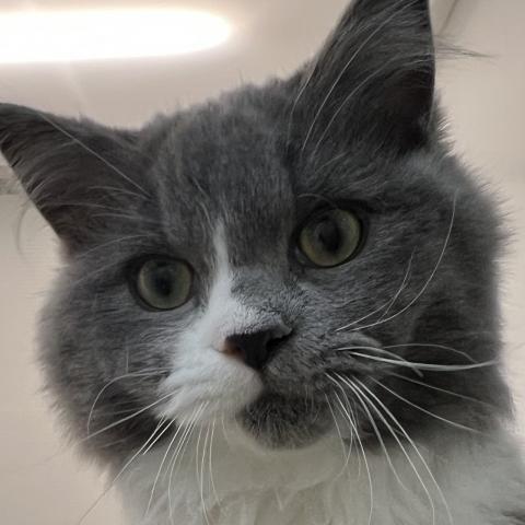 石川県のラガマフィン (ペットアミ 津幡店/2025年7月12日生まれ/男の子/ブルーホワイト)の子猫の3枚目の画像