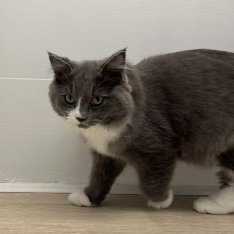 石川県のラガマフィン (ペットアミ 津幡店/2025年7月12日生まれ/男の子/ブルーホワイト)の子猫の4枚目の画像