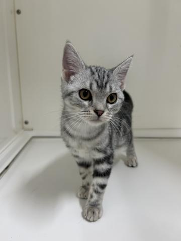 アメリカンショートヘアー