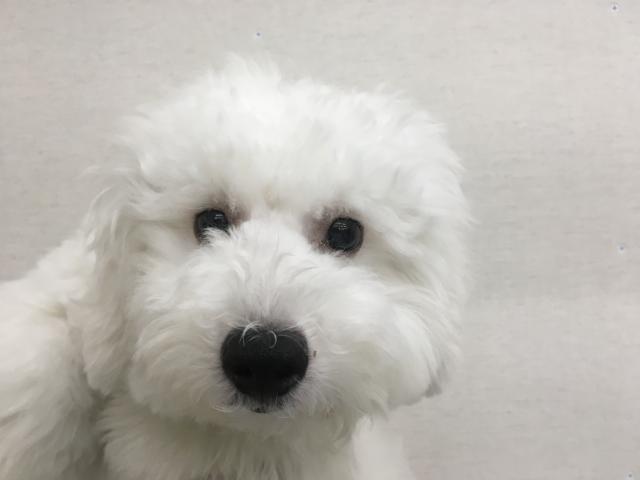 ビションフリーゼ