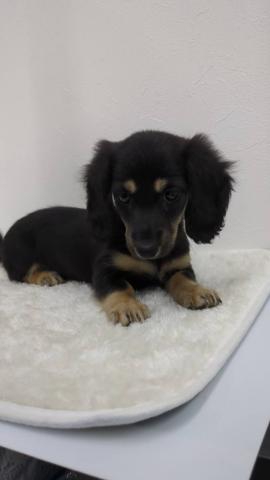 ミニチュアダックスフンド