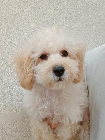 福島県のトイプードル(トイ) (ペットアミ 安達店/2025年5月29日生まれ/男の子/アプリコット)の子犬の1枚目の画像