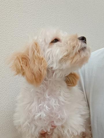 福島県のトイプードル(トイ) (ペットアミ 安達店/2025年5月29日生まれ/男の子/アプリコット)の子犬の2枚目の画像