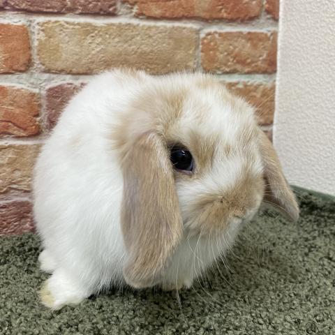 ホーランドロップ