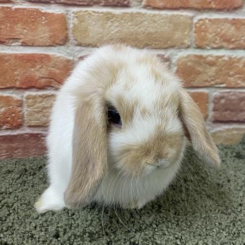 ホーランドロップ