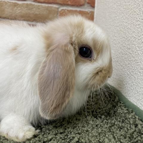 ホーランドロップ