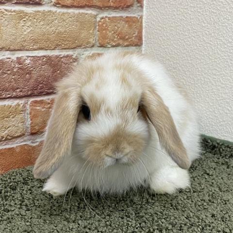 ホーランドロップ