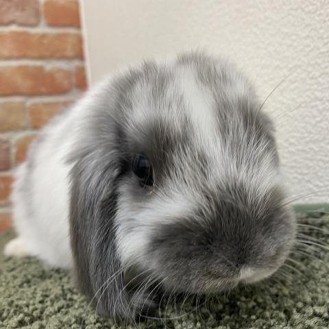 ホーランドロップ