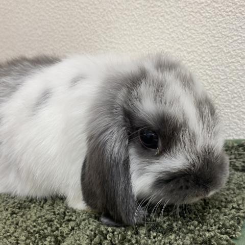 ホーランドロップ