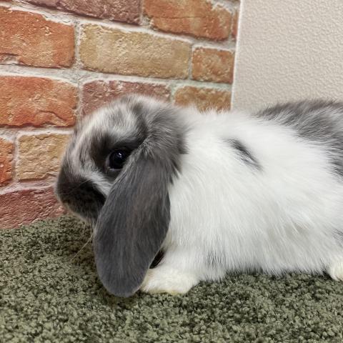 ホーランドロップ