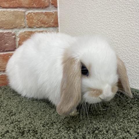 ホーランドロップ