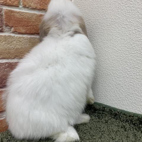 ホーランドロップ