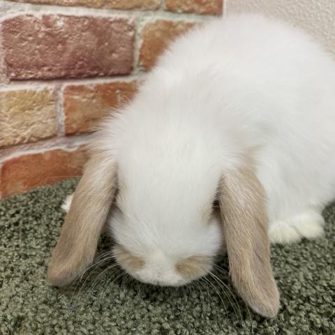 ホーランドロップ