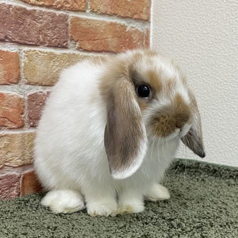 ホーランドロップ