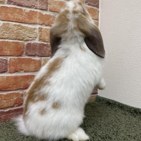 ホーランドロップ