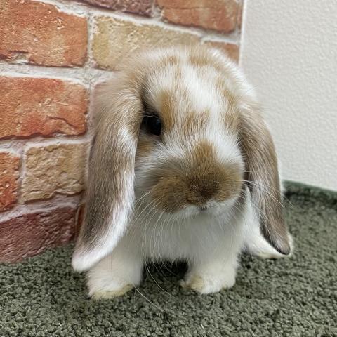 ホーランドロップ