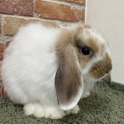 ホーランドロップ