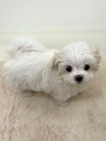 新潟県のマルチーズ (ペットアミ 新潟西店/2025年9月12日生まれ/女の子/ホワイト)の子犬の2枚目の画像