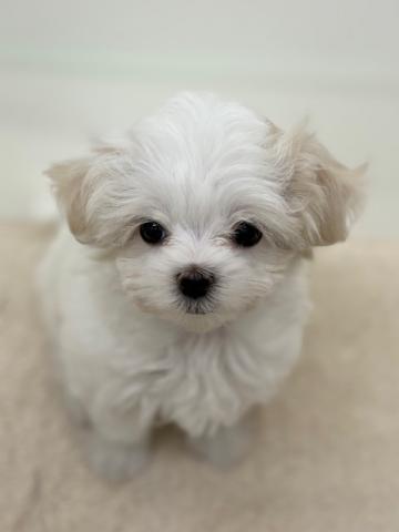 新潟県のマルチーズ (ペットアミ 新潟西店/2025年9月12日生まれ/女の子/ホワイト)の子犬の3枚目の画像