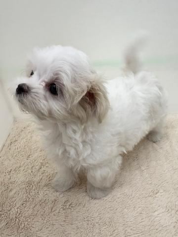 新潟県のマルチーズ (ペットアミ 新潟西店/2025年9月12日生まれ/女の子/ホワイト)の子犬の4枚目の画像