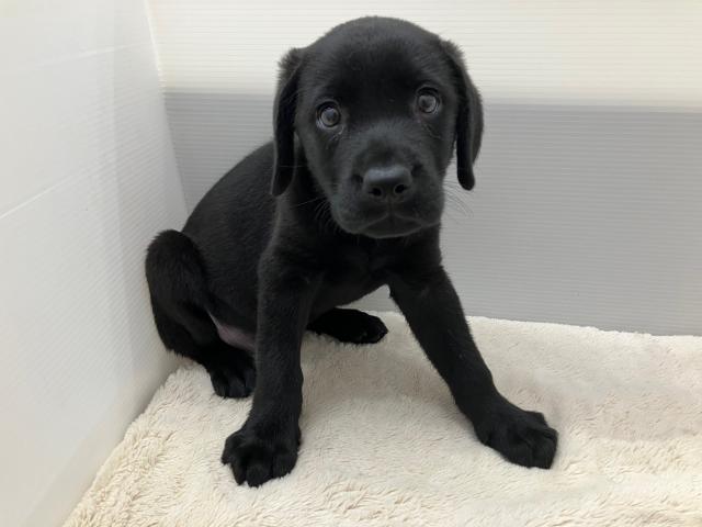新潟県のラブラドールレトリーバー (ペットアミ 新潟西店/2025年7月19日生まれ/女の子/ブラック)の子犬の2枚目の画像