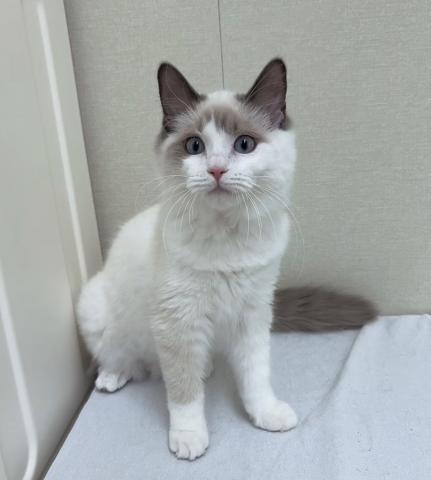 富山県のラグドール (ペットアミ宮野店/2025年6月21日生まれ/女の子/ブルーポイントバイカラー)の子猫の1枚目の画像