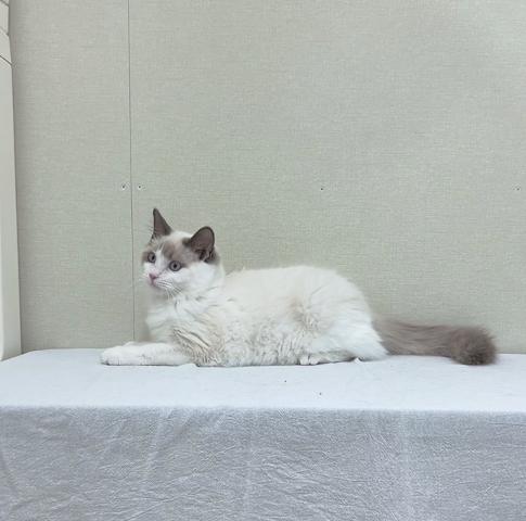 富山県のラグドール (ペットアミ宮野店/2025年6月21日生まれ/女の子/ブルーポイントバイカラー)の子猫の2枚目の画像