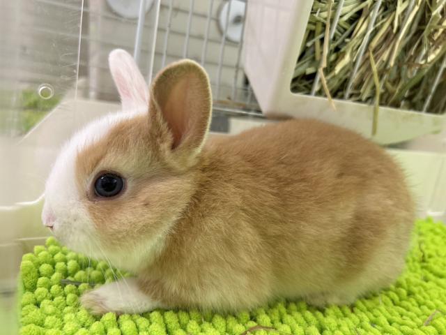 ネザーランドドワーフ